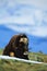 Musk Ox, Ovibos moschatus, with mountain and snow in the background, big animal in the nature habitat, Greenland