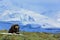 Musk Ox, Ovibos moschatus, with mountain and snow in the background, big animal in the nature habitat, Greenland. Wildlife scene