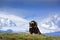 Musk Ox, Ovibos moschatus, with mountain and snow in the background, big animal in the nature habitat, Norway. Wildlife Europe,