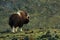 Musk Ox, Ovibos moschatus, with mountain and stone in the background, big animal in the nature habitat, Norway
