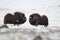 Musk-ox pair in Norge in Dovrefjell Nation Park