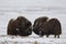 Musk-ox pair in Norge in Dovrefjell Nation Park