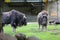 Musk ox on the pasture in the zoo in summer