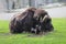 Musk ox on the pasture in the zoo in summer