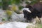 Musk ox on the pasture in the zoo in summer