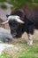 Musk ox on the pasture in the zoo in summer