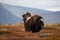 A musk ox playing with its baby on a high mountain during the fall season