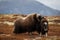 A musk ox playing with its baby on a high mountain during the fall season