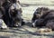 Musk ox and it`s baby lying on the grass close-up.