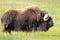 Musk Ox Side View