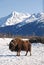 Musk Ox Vertical with Snowy Mountains