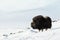 Musk ox in winter