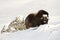 Musk Ox in Winter