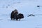 Musk ox in winter in Dovrefjell-Sunndalsfjella National Park Norway