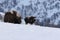 Musk ox in winter in Dovrefjell-Sunndalsfjella National Park Norway