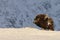 Musk ox in winter in Dovrefjell-Sunndalsfjella National Park Norway