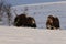 Musk ox in winter in Dovrefjell-Sunndalsfjella National Park Norway