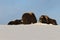 Musk ox in winter in Dovrefjell-Sunndalsfjella National Park Norway