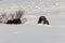 Musk ox in winter in Dovrefjell-Sunndalsfjella National Park Norway