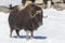 A musk ox in a winter scene