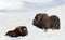 Musk Oxen in Dovrefjell mountains in winter