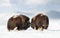 Musk Oxen fighting in winter, Dovrefjell National Park