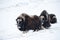 Musk oxen in the mountains in winter