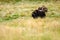 Musk Oxen (Ovibos moschatus)