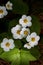 Musk strawberry blooming with white beautiful flowers in garden