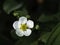 Musk strawberry, Fragaria moschata, flower blooming on a dark background, closeup with copy space