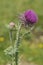 Musk Thistle - Carduus nutans