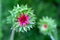 Musk Thistle (Carduus nutans) Wisconsin