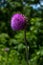 Musk thistle or Nodding thistle Carduus nutans