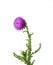 Musk thistle on the white background
