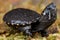 Musk turtle