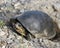 Musk Turtle Stinkpot Photo and Image. Turtle Picture. Close up digging a hole in the sand to lay eggs in its environment and
