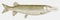 Muskellunge, a freshwater fish from lakes, streams and swamps along the atlantic coast of north america in side view