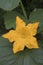 Muskmelon (Cucumis melo) orange flower