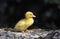 Muskovy Duck, cairina moschata, Duckling standing on Stone
