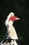 Muskovy Duck, cairina moschata, Head of Male