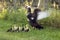 Muskovy Duck, cairina moschata, Mother and Ducklings