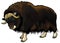 Muskox