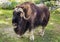 Muskox