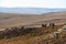 Muskox in Arctic Tundra