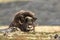 Muskox chewing on some plants