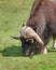 Muskox close up