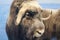 Muskox closeup