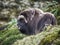 Muskox in countryside