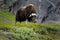 Muskox in countryside