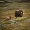 Muskox in Dovre mountains, norwegian wildlife